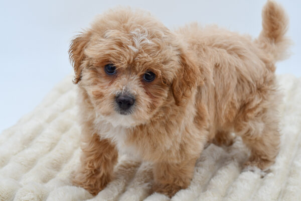 [#26479-02]  - Apricot M Maltipoo Puppies for Sale