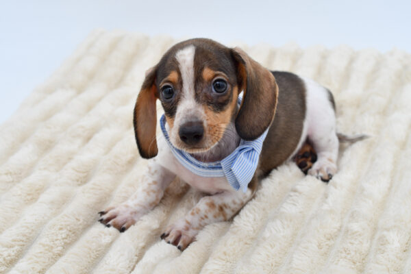 [#26509-03]  - Black / Tan M Dachshund Puppies for Sale