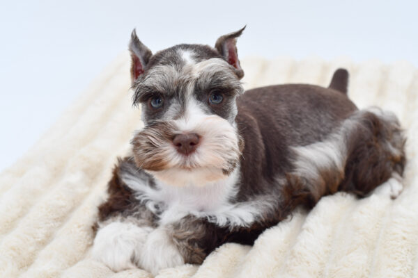 [#26555-03]  - Chocolate / White M Miniature Schnauzer Puppies for Sale