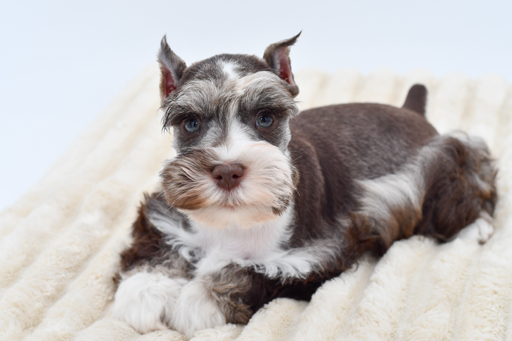 Miniature Schnauzer in Belleville, MI