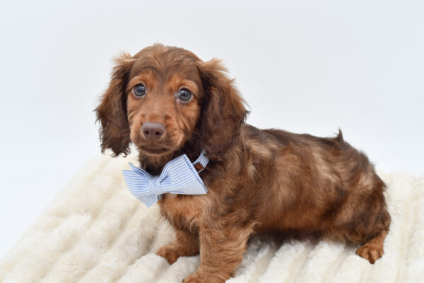 [#26597-01]  - Chocolate M Dachshund Puppies for Sale