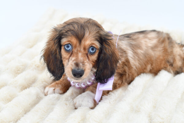 [#26597-03]  - Brown / White F Dachshund Puppies for Sale