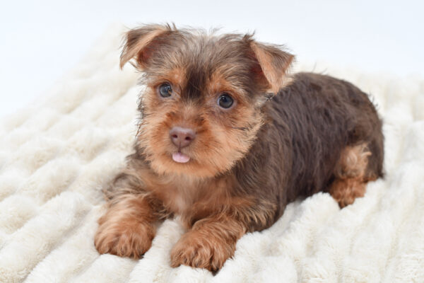 [#26609-05]  - Chocolate M Yorkshire Terrier Puppies for Sale