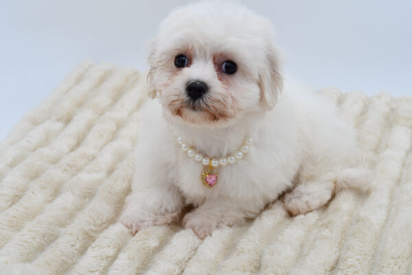 [#26613-03]  - White F Maltechon Puppies for Sale