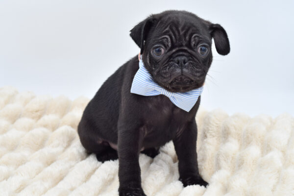 [#26615-01]  - Black M Pug Puppies for Sale