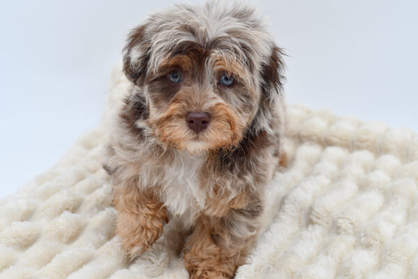 [#26645-03]  - Chocolate Merle M Havapoo Puppies for Sale