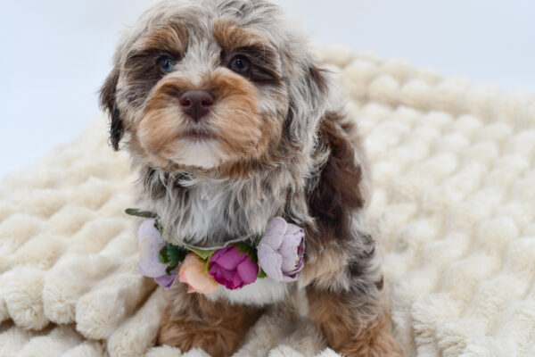 [#26645-09]  - Chocolate Merle F Havapoo Puppies for Sale