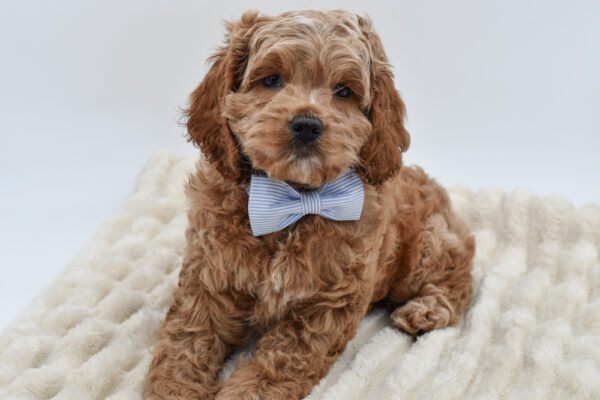 [#26674-02]  - Red M Cock A Poo Puppies for Sale