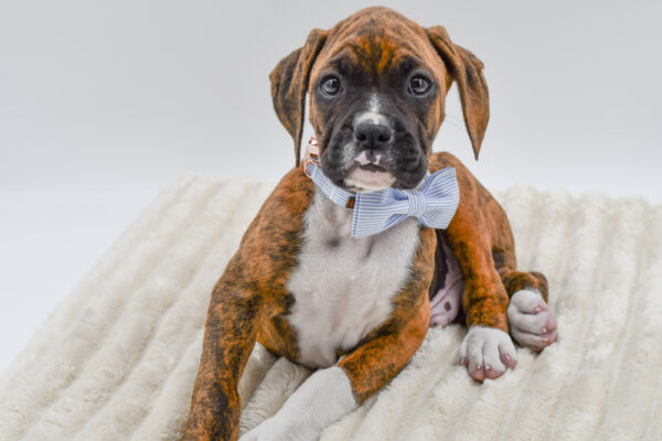[#2679-02]  - Brindle M Boxer Puppies for Sale