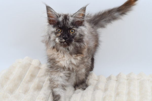 [#26820-01]  - Black Silver F Maine Coon Kittens for Sale