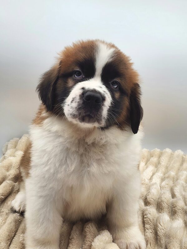 [#26107-03]  - Sable / White M Saint Bernard Puppies for Sale