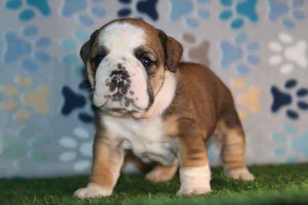 [#26515-01]  - Brown / White F English Bulldog  Puppies for Sale