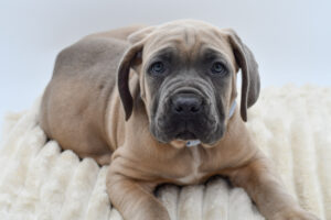 [#26198-01]  - Fawn M Cane Corso Puppies for Sale