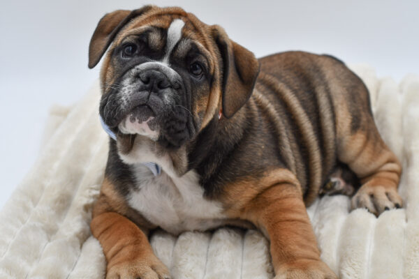 [#26632-03]  - Red M English Bulldog  Puppies for Sale