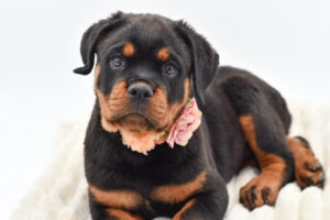 [#26643-02]  - Black / Tan F Rottweiler Puppies for Sale