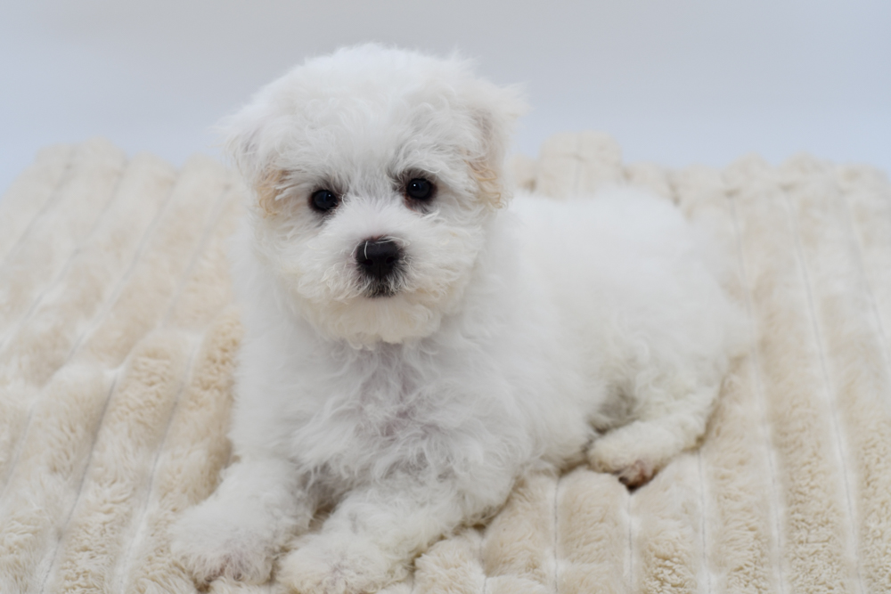 Maltese in Livonia, MI