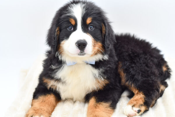 [#26707-01]  - Tri-Colored M Bernese Mountain Dog Puppies for Sale