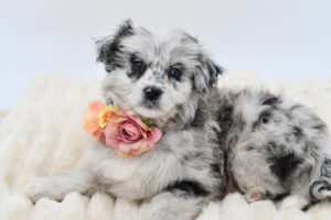 [#26786-01]  - Blue Merle F Aussiedoodle Mini Puppies for Sale