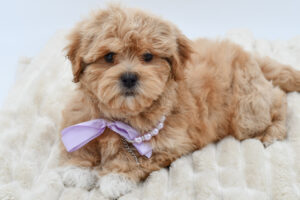 [#26867-04]  - Cream / Apricot F PekeAPoo Puppies for Sale