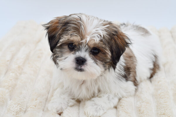 [#26511-01]  - Brown / White M Malshi Puppies for Sale