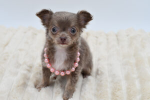 [#26683-03]  - Blue F Chihuahua Puppies for Sale