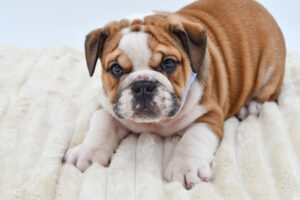 [#26605-01]  - Fawn / White M English Bulldog  Puppies for Sale