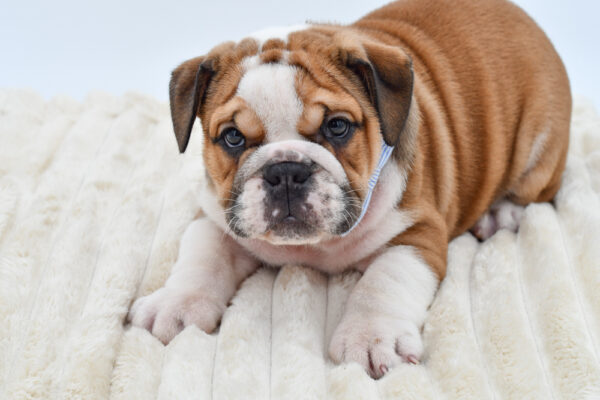 [#26605-01]  - Fawn / White M English Bulldog  Puppies for Sale