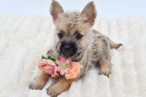 [#26709-07]  - Brown F Cairn Terrier Puppies for Sale