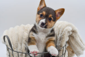 [#992000002016170]  - Tri Female Pembroke Welsh Corgi Dog