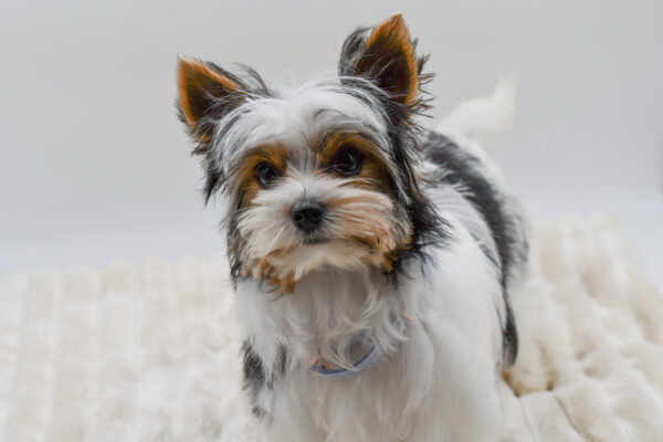 [#26581-03]  - Tri-Colored M Biewer Terrier Puppies for Sale