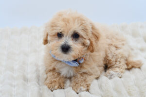 [#26671-05]  - Apricot M CotonPoo Puppies for Sale