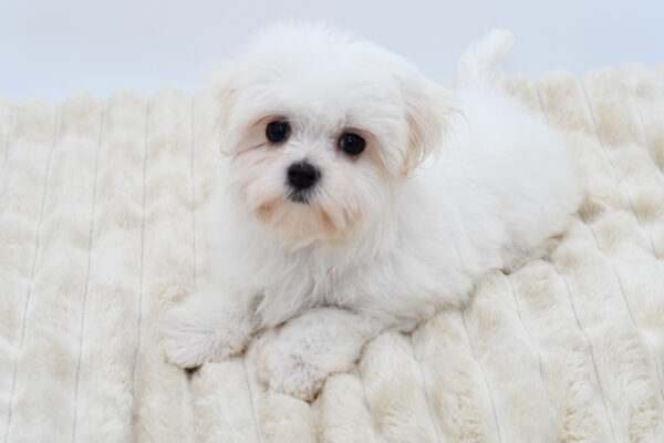 [#26827-01]  - White M Maltese Puppies for Sale