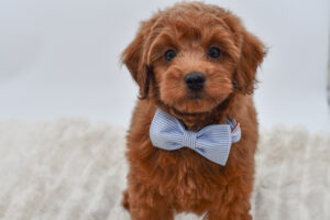 [#2611-02]  - Red M Poodle Mini/Goldendoodle Mini Puppies for Sale