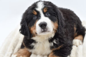 [#2613-02]  - Black White / Tan M Bernese Mountain Dog Puppies for Sale