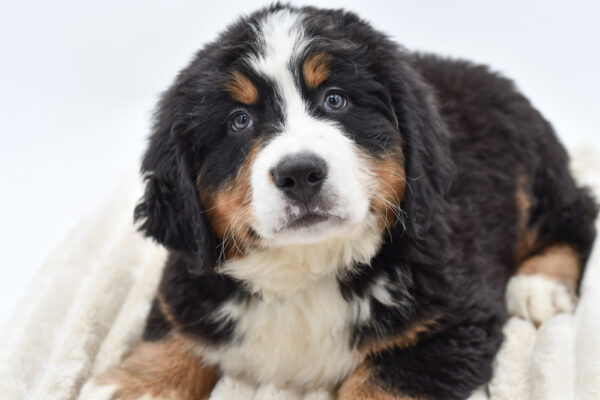 [#2613-02]  - Black White / Tan M Bernese Mountain Dog Puppies for Sale