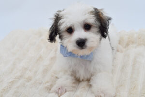 [#2614-05]  - White / Brindle M Coton de Tulear Puppies for Sale