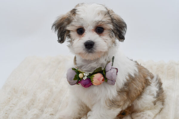 [#2614-06]  - White / Sable F Coton de Tulear Puppies for Sale