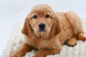 [#2615-03]  - Light Golden M Golden Retriever Puppies for Sale