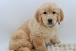 [#2615-04]  - Golden M Golden Retriever Puppies for Sale