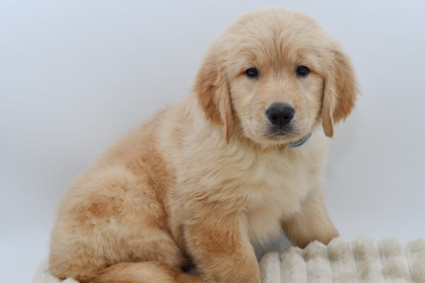 [#2615-04]  - Golden M Golden Retriever Puppies for Sale
