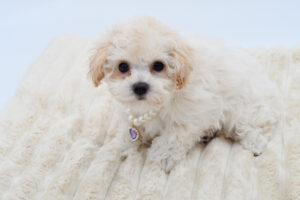 [#26633-05]  - Blenheim F Bichapoo Puppies for Sale