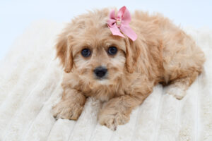 [#26676-03]  - Ruby F Cavachon Puppies for Sale