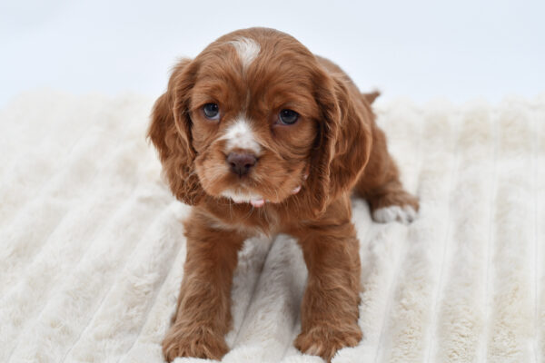 [#26779-06]  - Ruby F Cockalier Puppies for Sale