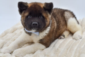 [#261097-04]  - Black / White M Akita Puppies for Sale