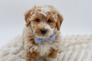 [#26811-03]  - Red / White M Bichapoo Puppies for Sale