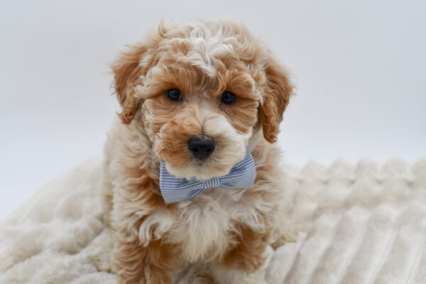 [#26811-03]  - Red / White M Bichapoo Puppies for Sale