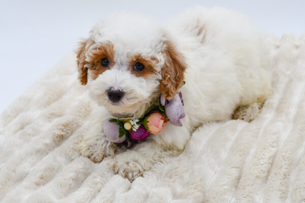 [#26811-07]  - White F Bichapoo Puppies for Sale