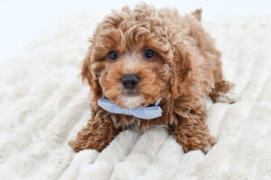 [#26813-02]  - Apricot M Cavapoo F2 Puppies for Sale