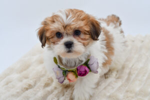[#26822-03]  - Brown / White F Teddy Bear Puppies for Sale