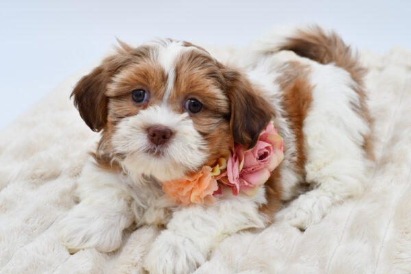 [#26910-06]  - Brown / White F Shih Tzu Puppies for Sale